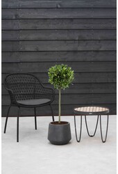 Laurus Nobilis Stam L