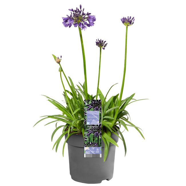 Afrikaanse Lelie Agapanthus Paars