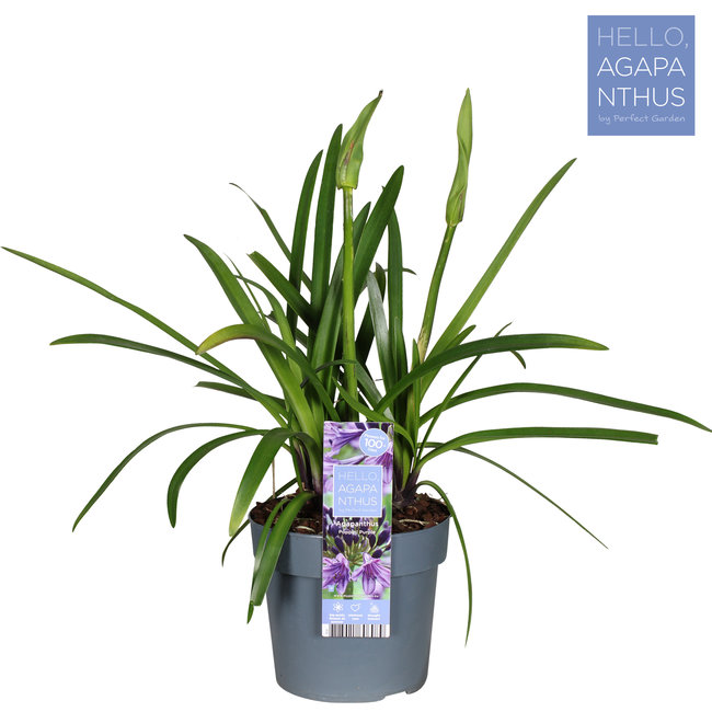 Afrikaanse Lelie Agapanthus Paars