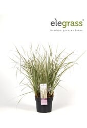 Calamagrostis Pluimstruisriet Overdam