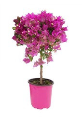 Bougainvillea op stam