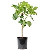 Ficus carica op stam M