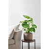 Monstera Gatenplant Bush M