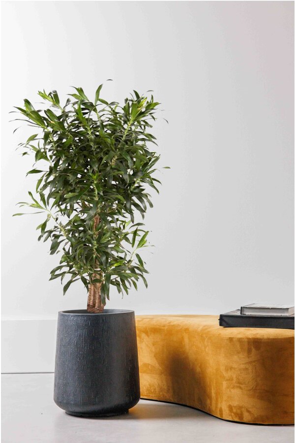 Dracaena Reflexa XL