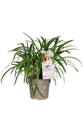 Afrikaanse Lelie Agapanthus Three Sisters