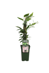 Kiwi Kiwiberry (issai)