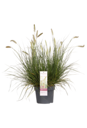 Lampenpoetersgras Hameln