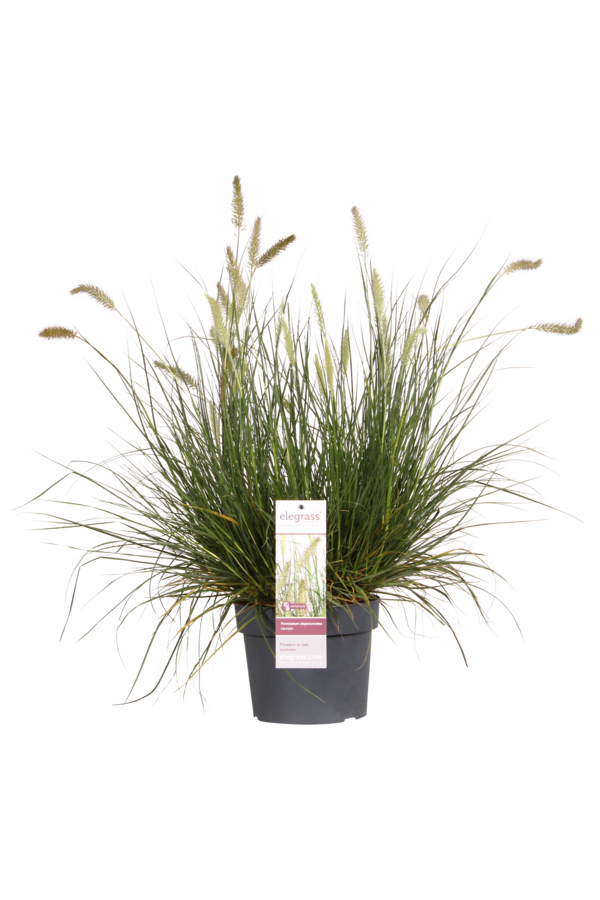 Lampenpoetersgras Hameln