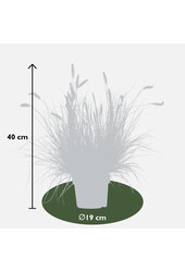 Lampenpoetersgras Hameln