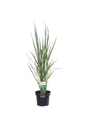 Vingergras Northwind