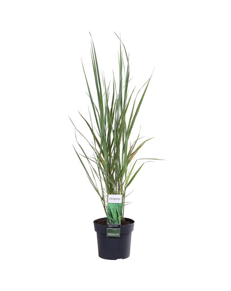 Vingergras