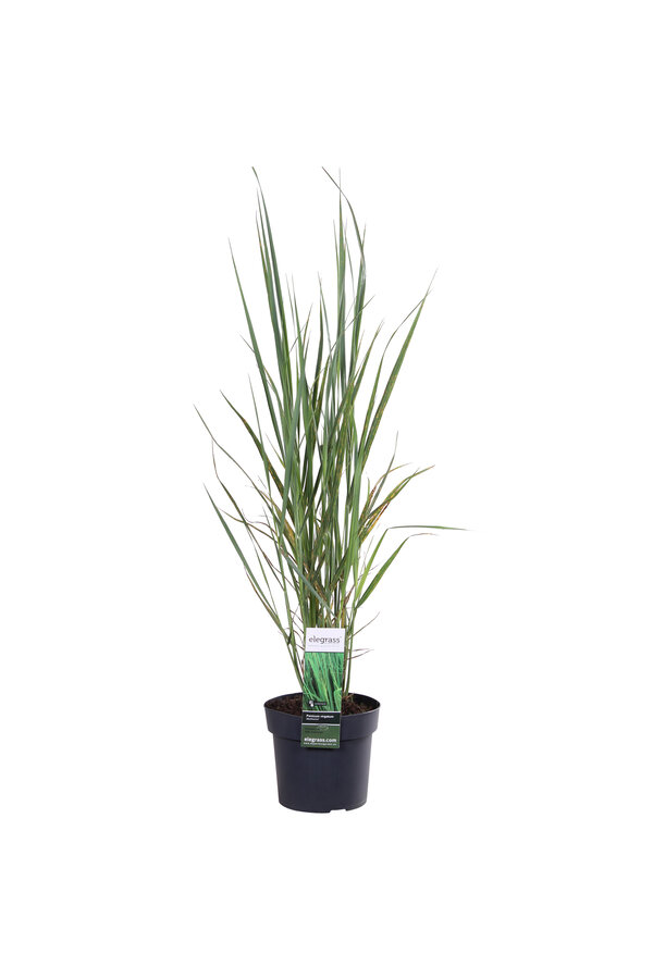 Vingergras Northwind