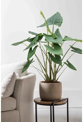 Alocasia Zebrina L