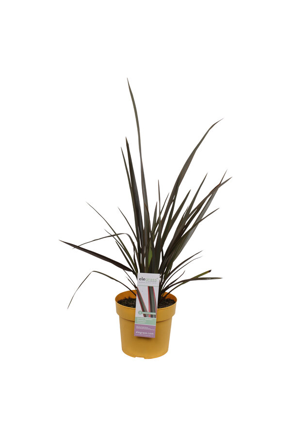 Nieuw Zeelands Vlas Sundowner