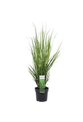 Vingergras Northwind