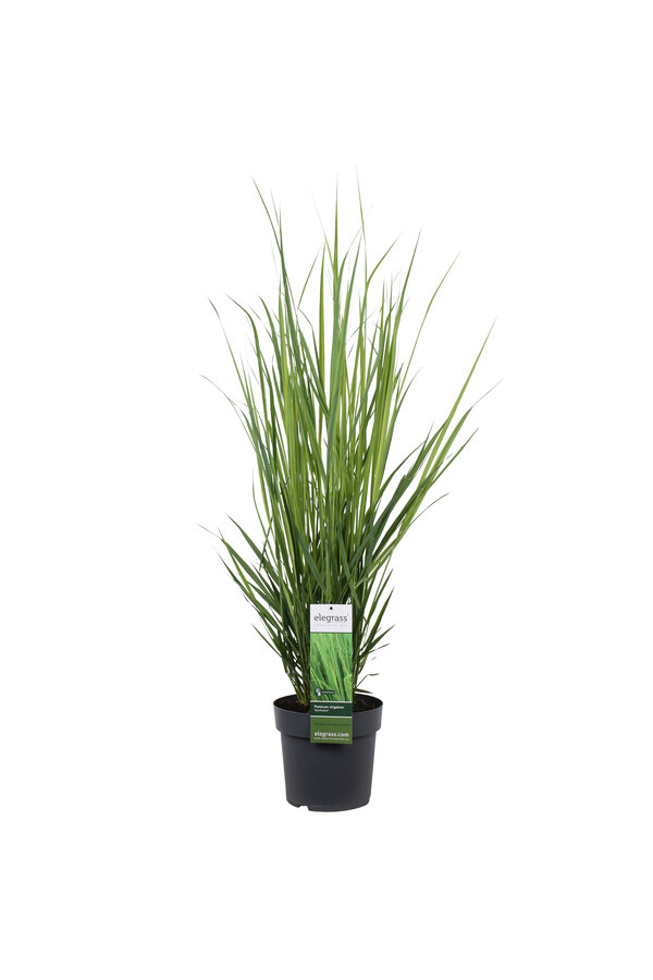 Vingergras Northwind