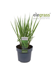 Vingergras Northwind