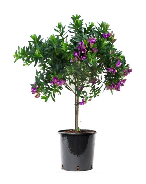 Buitenplanten / kopen? Topkwaliteit planten - Fleurdirect