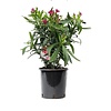 Oleander Nerium struik