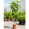 Ficus Carica Vijgenboom  L