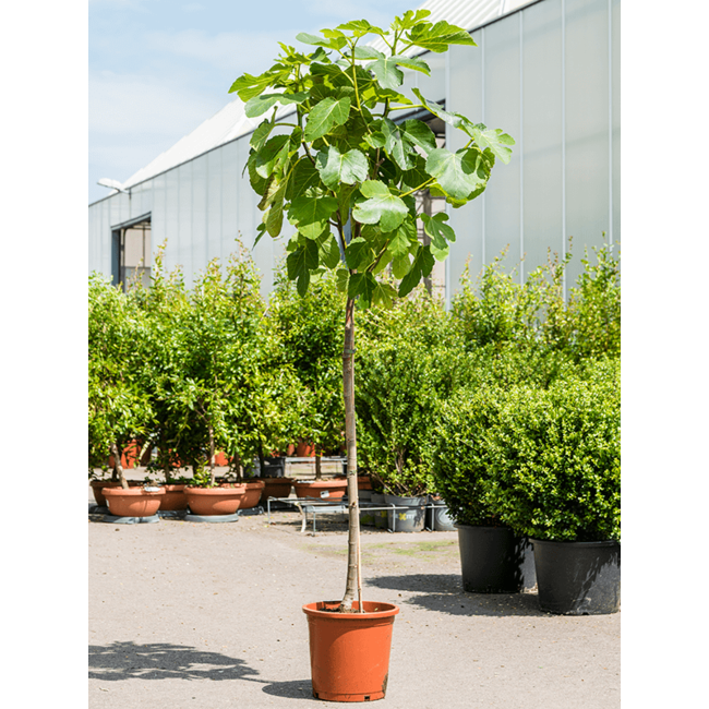 Ficus Carica Vijgenboom  L