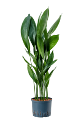Hydroplant Aspidistra Elatior