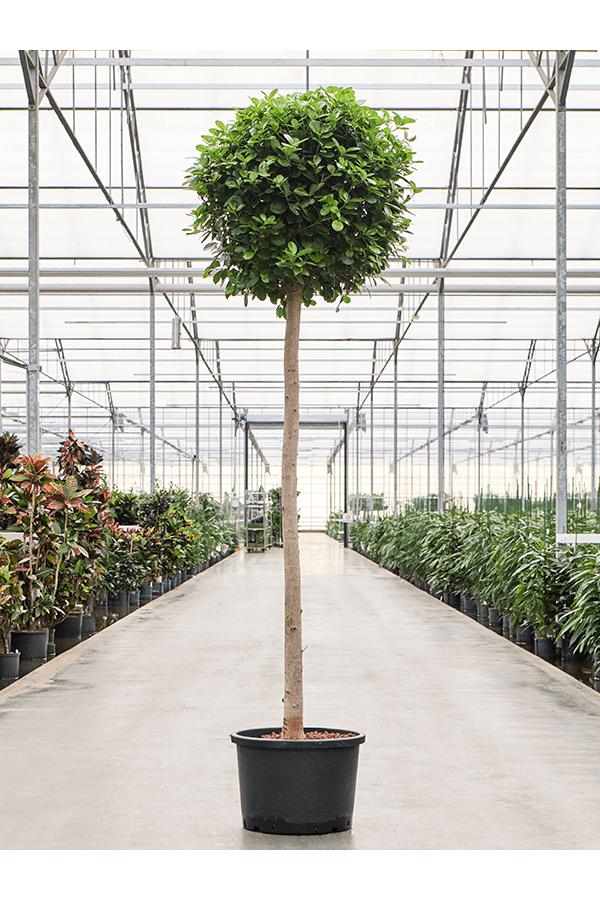 Hydroplant Ficus Microcarpa Moclame