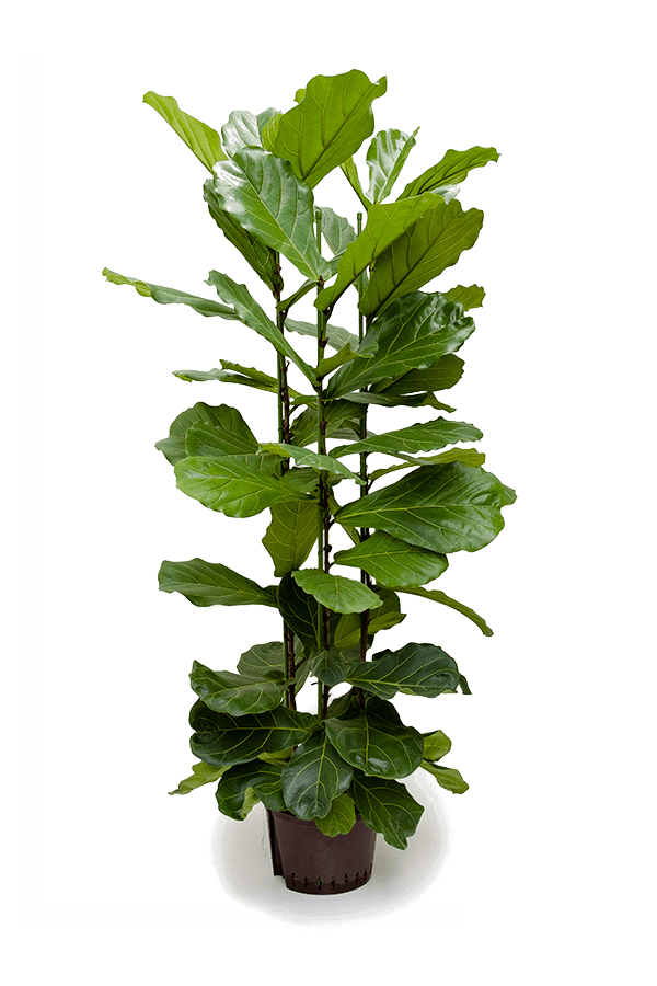 Hydroplant Ficus Lyrata