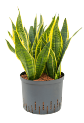 Hydroplant Sansevieria Trifasciata Futura Superba