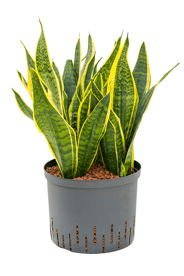 Hydroplant Sansevieria Trifasciata Futura Superba