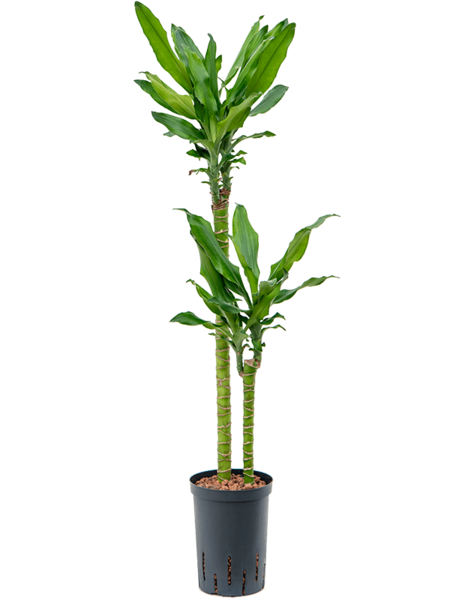 Hydroplant Dracaena