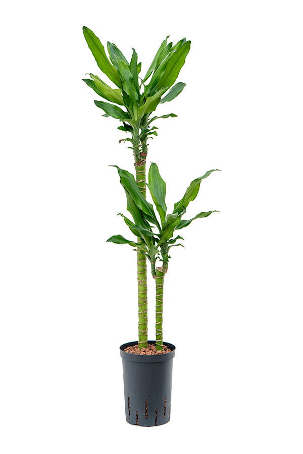 Hydroplant Dracaena Fragrans Burundii