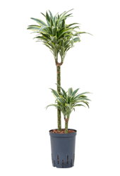 Hydroplant Dracaena Deremensis Surprise