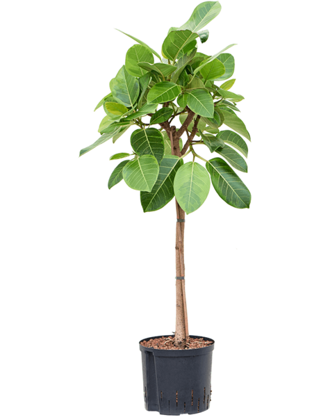 Hydroplant Ficus