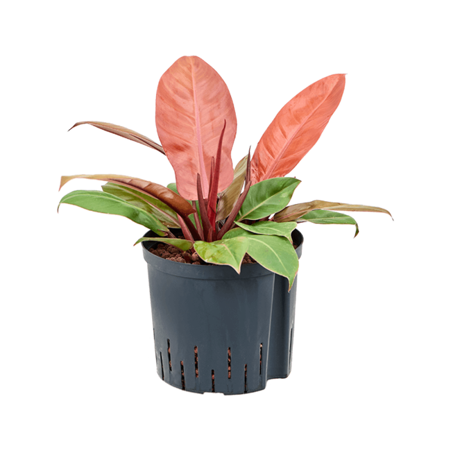 Hydroplant Philodendron Prince Of Orange