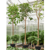 Hydroplant Ficus Religiosa