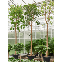 Hydroplant Ficus