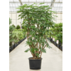 Hydroplant Schefflera Arboricola Compacta