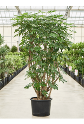 Hydroplant Schefflera Arboricola Compacta