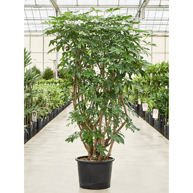 Hydroplant Schefflera Arboricola Compacta