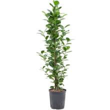 Hydroplant Ficus