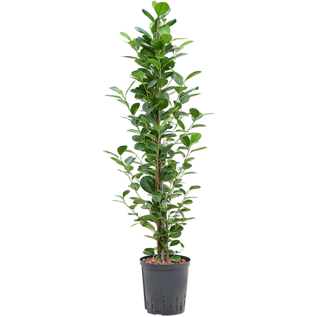 Hydroplant Ficus Microcarpa Moclame