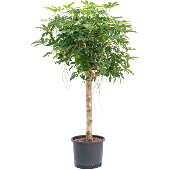 Hydroplant Schefflera Arboricola Compacta