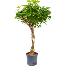 Hydroplant Schefflera