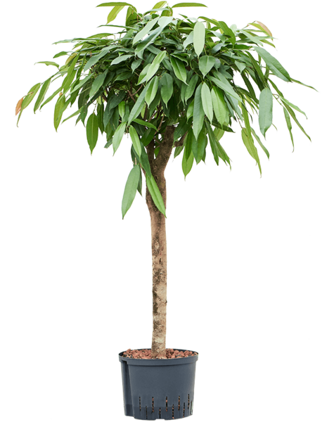Hydroplant Ficus