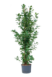 Hydroplant Ficus Microcarpa Moclame