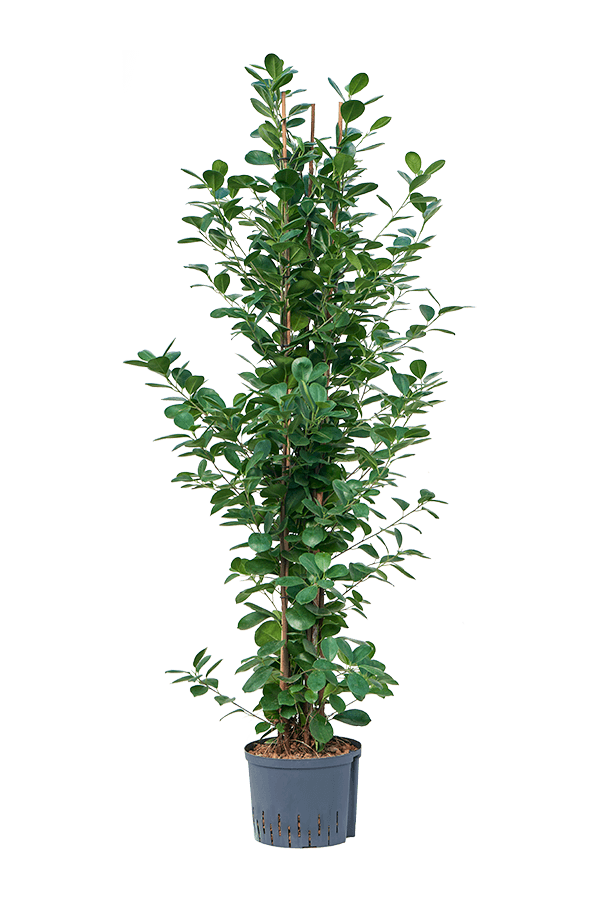 Hydroplant Ficus Microcarpa Moclame