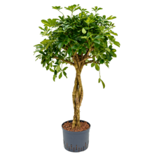 Hydroplant Schefflera