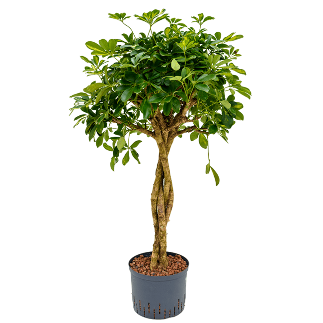 Hydroplant Schefflera Arboricola Gold Capella