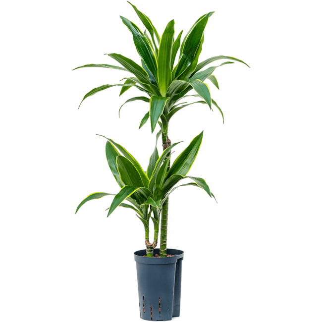 Hydroplant Dracaena Fragrans Arturo